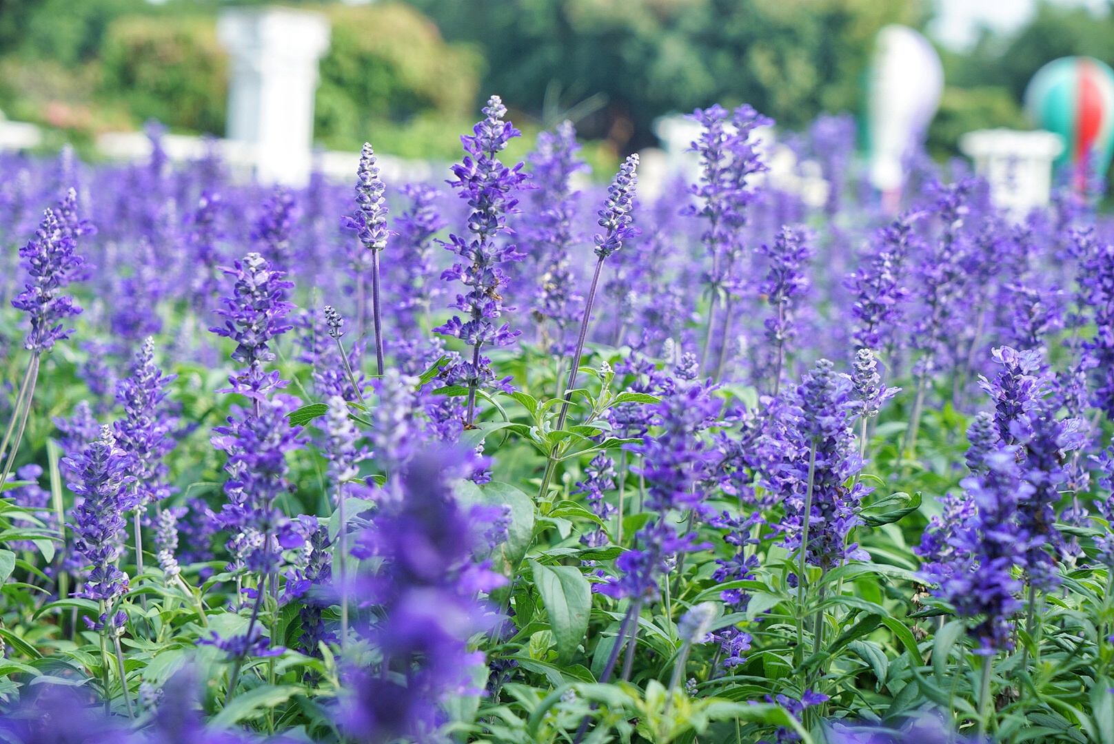 广州粉色浪漫花海,广东秋天粉色花海