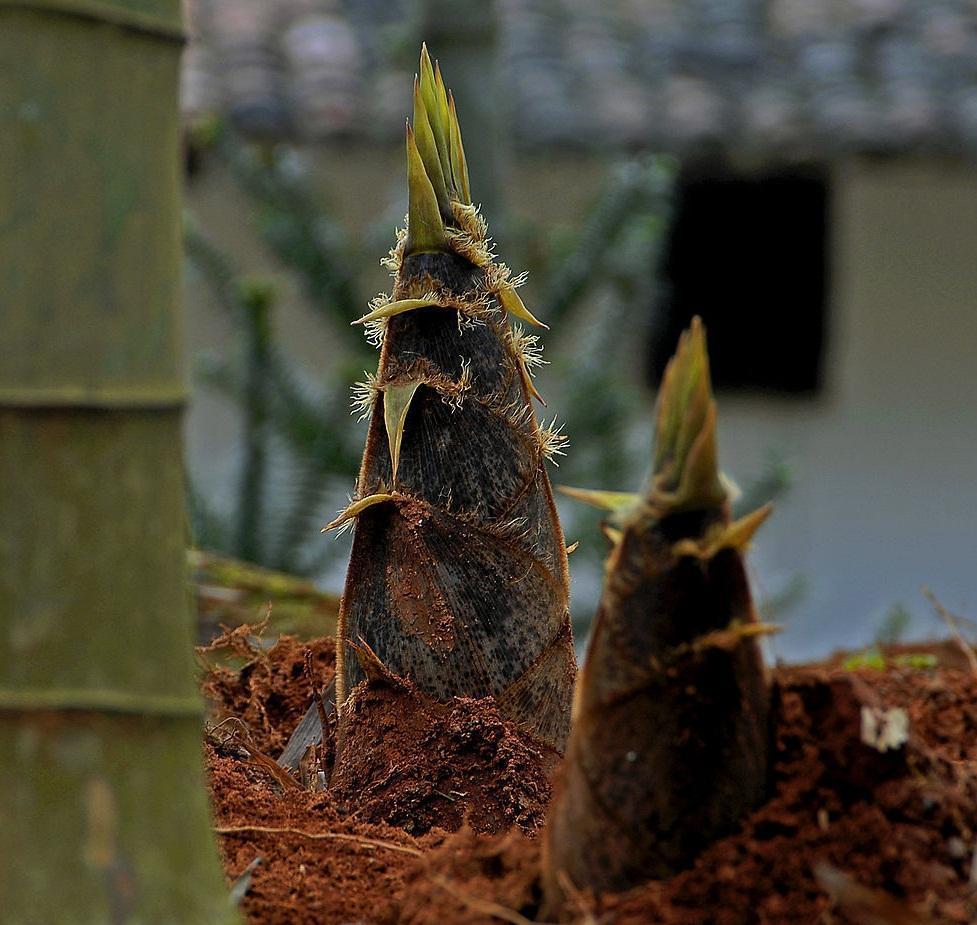 竹笋应该怎么弄呢,怎样的竹笋比较好种