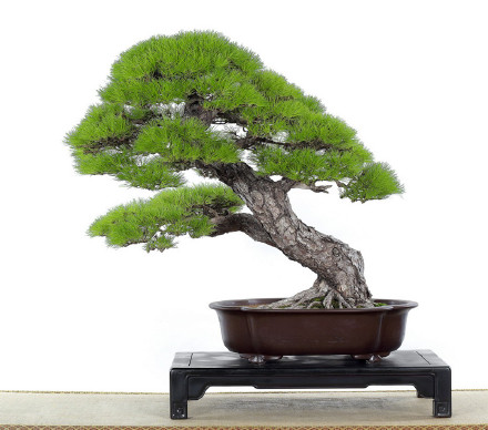 景观树预防虫害,树虫害怎么补救