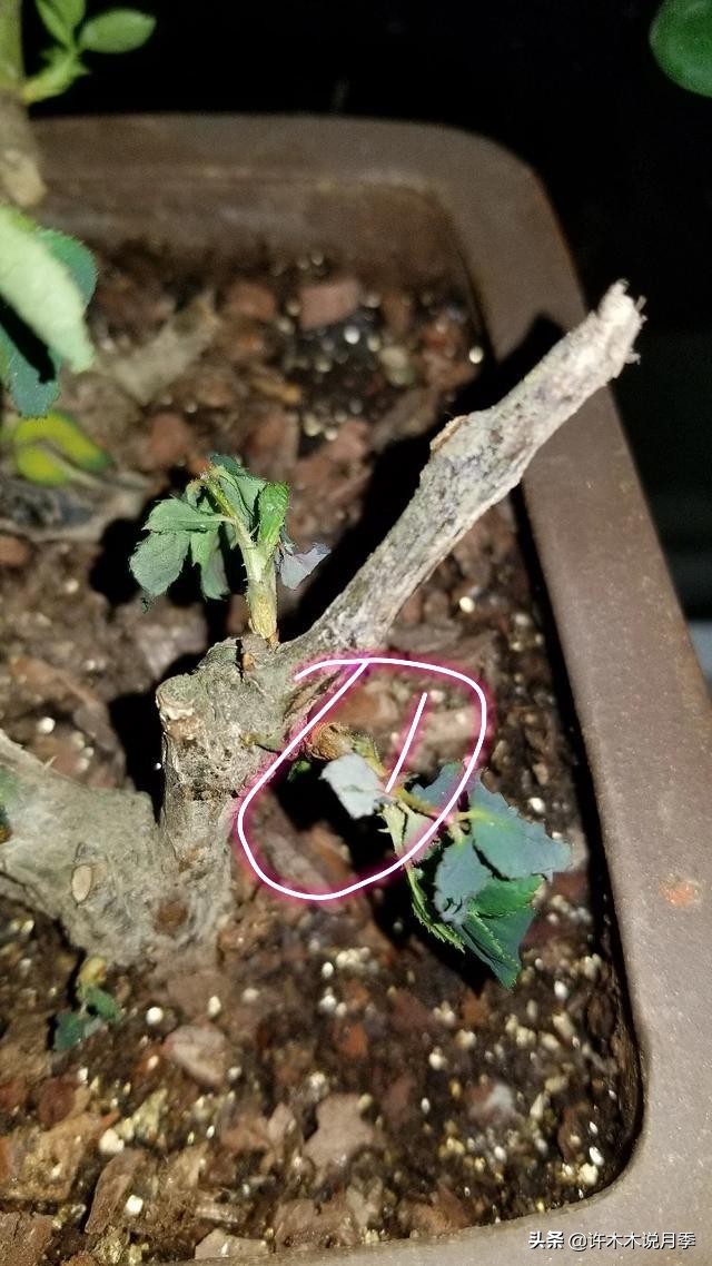 月季老桩容易得根瘤吗,月季老桩买回来要生根粉泡吗