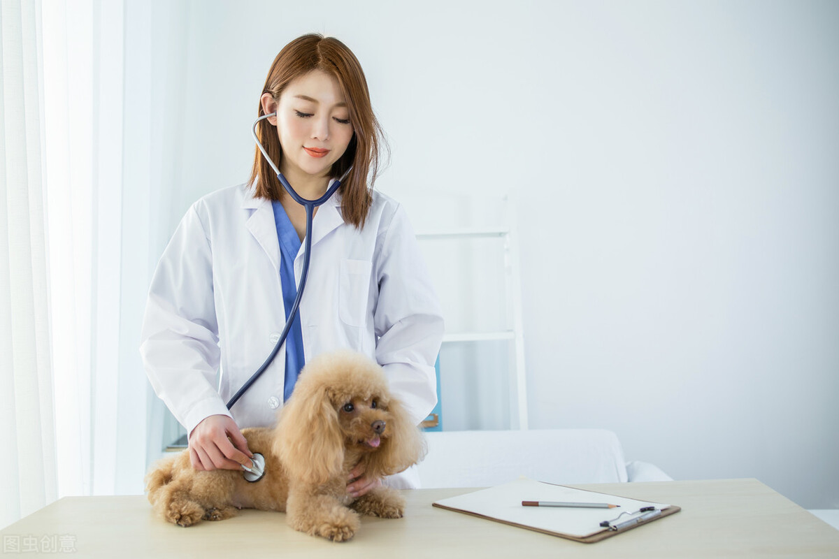 宠物犬得了虱子怎么办？狗狗得虱病的原因以及治疗方法等