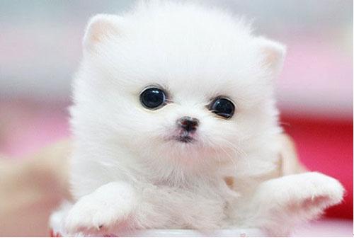 茶杯犬养什么品种比较好,可爱的小狗狗茶杯犬可以装在包里