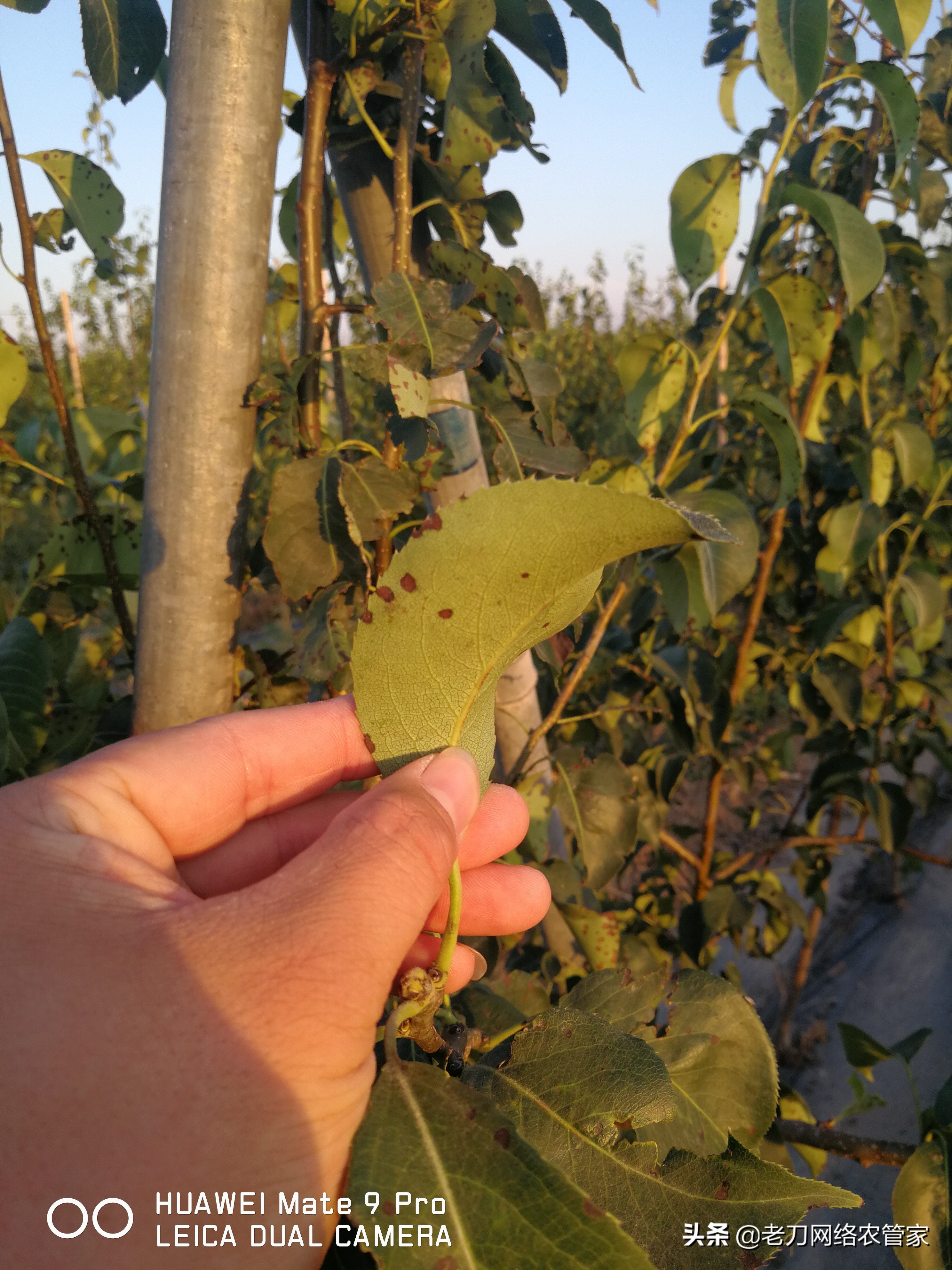 梨树整株树叶出现斑点？什么原因引起的