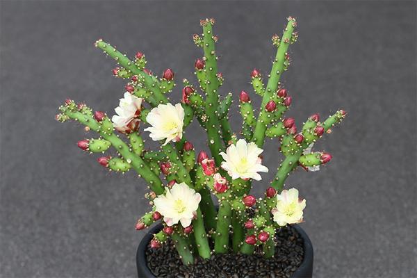 仙人掌开花有多美,仙人掌花开好娇艳