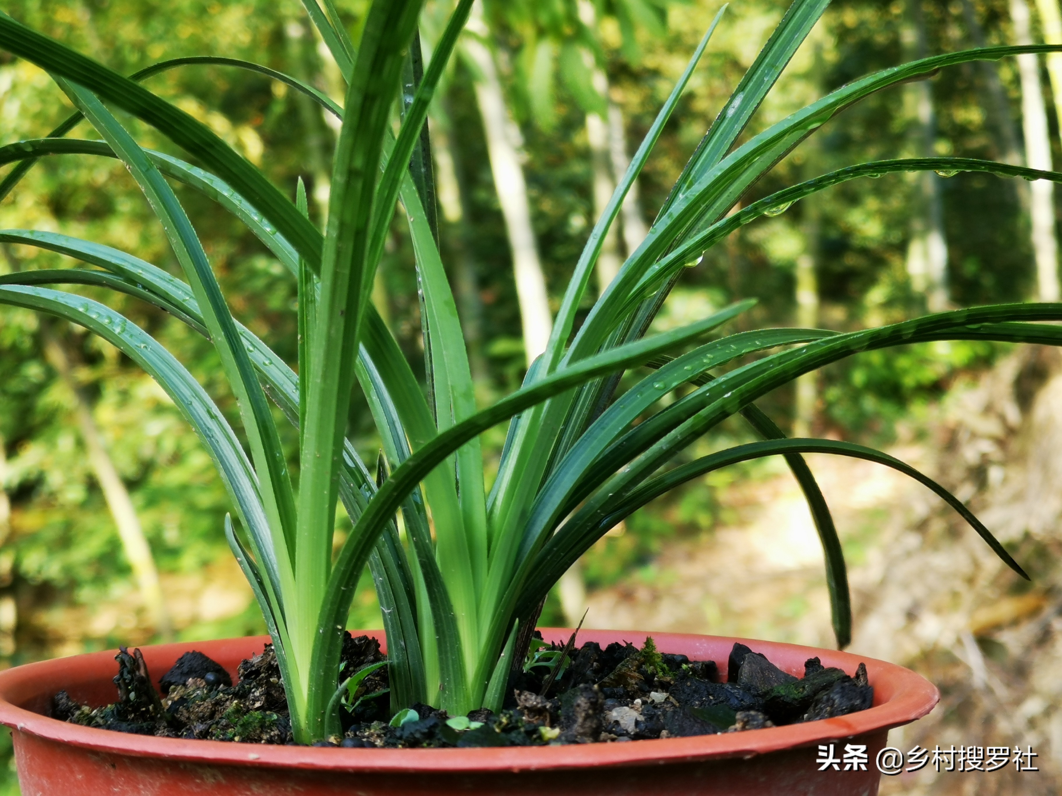 养兰花浇水避开这3点根壮花香,兰花耐旱能力强少浇水就能养得好