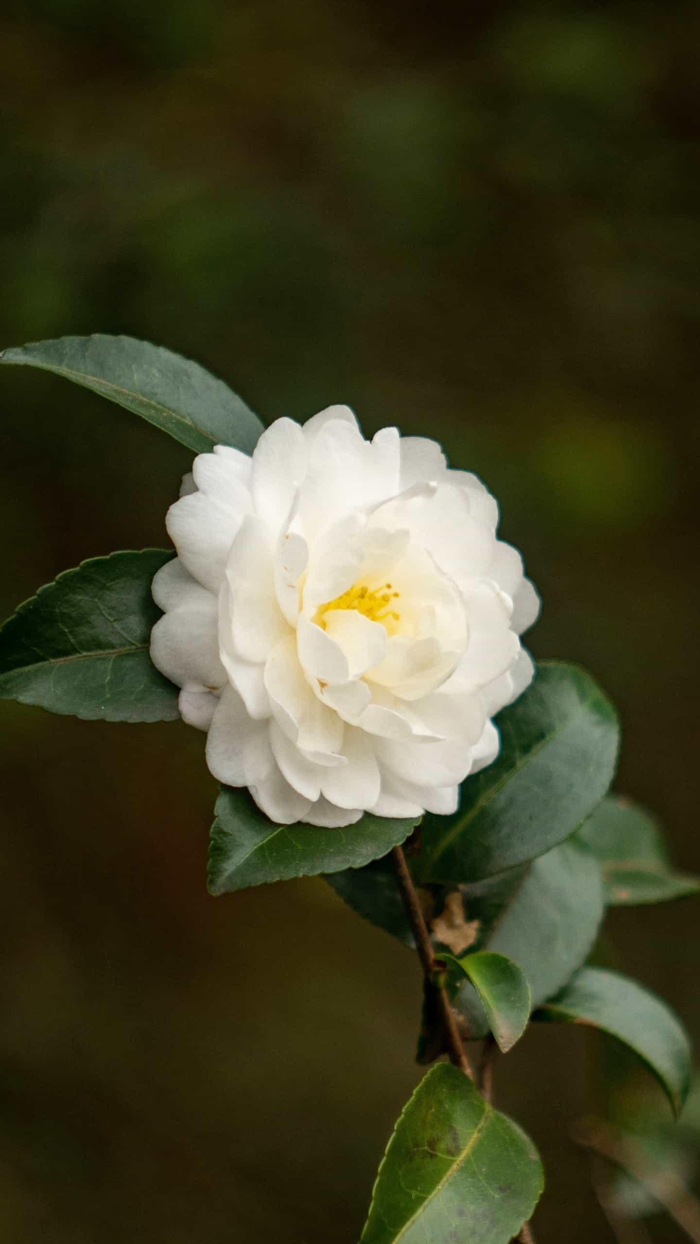 谷雨节气的介绍和谷雨古诗词,二十四节气关于谷雨的诗句并赏析