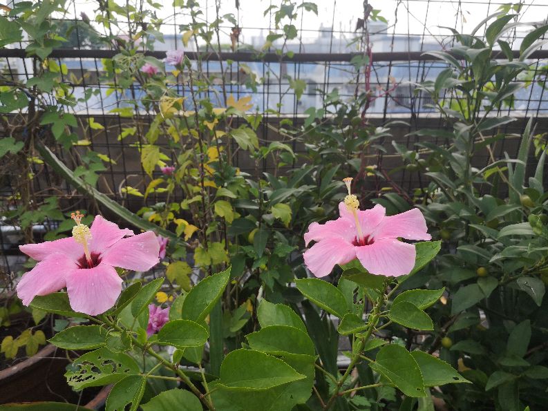 一方净地与你分享——扶桑花开,热烈奔放