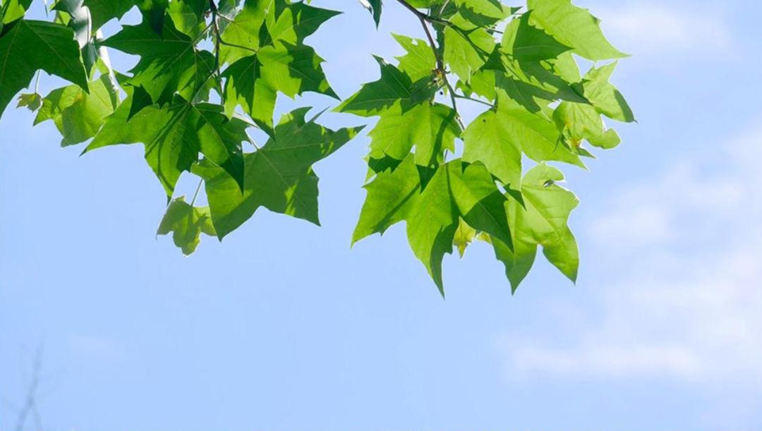 表达夏天热的诗句,古诗中描写天气很热的诗句