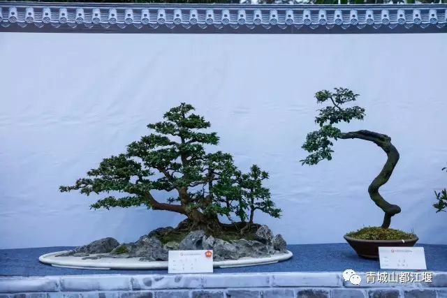 青城山熊猫谷都江堰一日游攻略,熊猫谷青城山都江堰一日游攻略