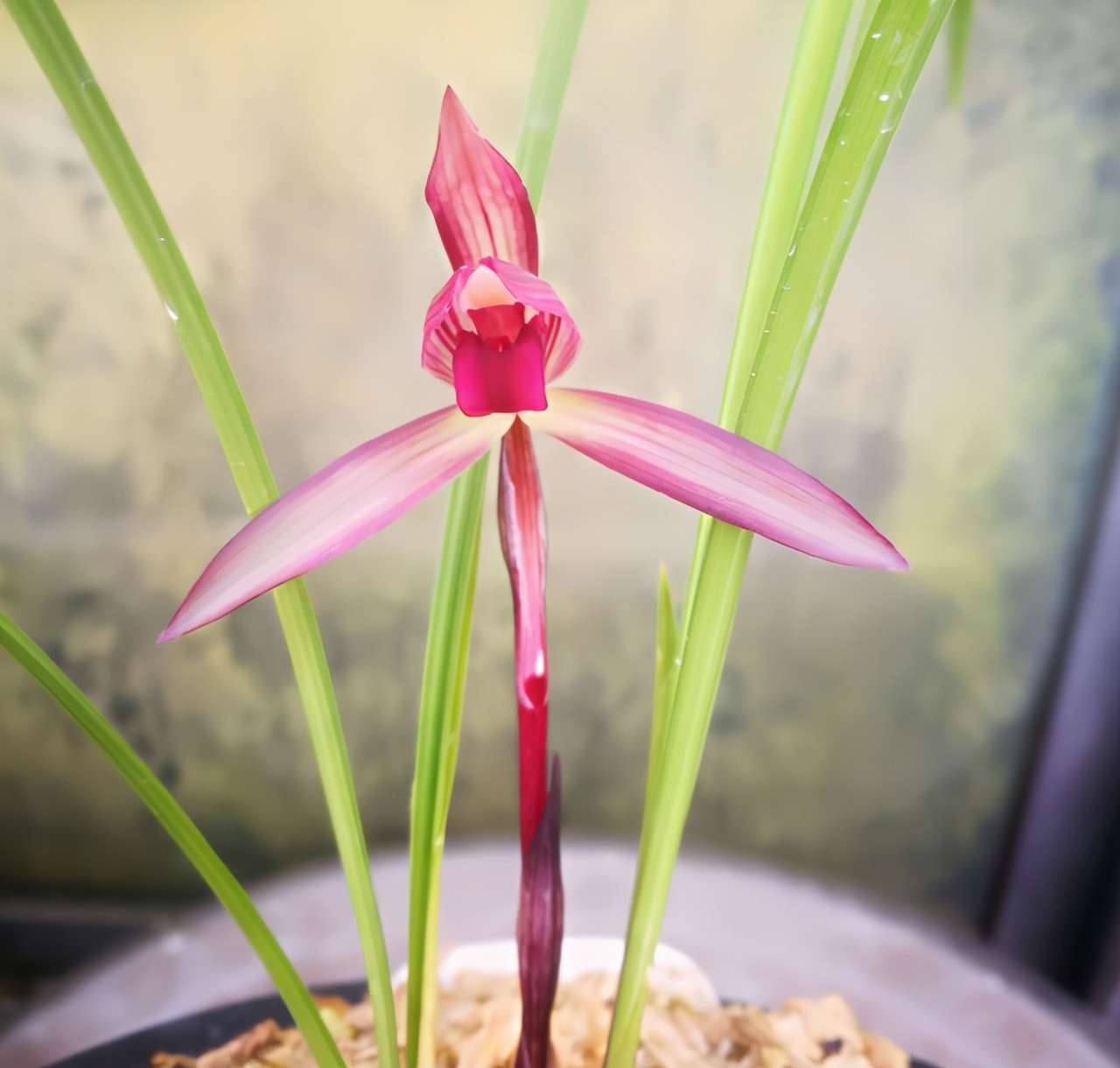 滇红素兰花是春兰还是寒兰,春兰腾越红素滇红哪个更优秀