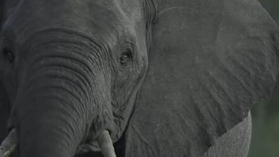 夜半*拍偷**下,成就今年第一部神级纪录片:黑暗下的生命,超乎想象