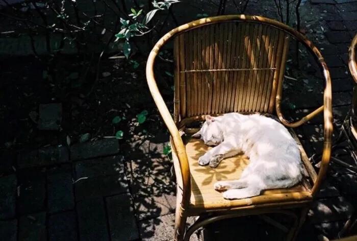 猫咪意外受到重伤怎么治疗,猫咪突发疾病怎么急救