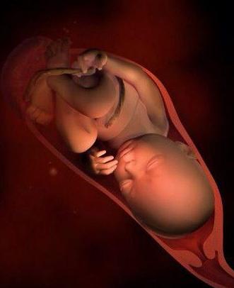 胚胎发育过程3d视频,3d还原胎儿发育全过程孕妈必看