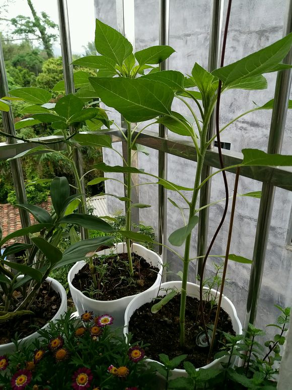 让向日葵长矮的方法是什么,让向日葵快速开花