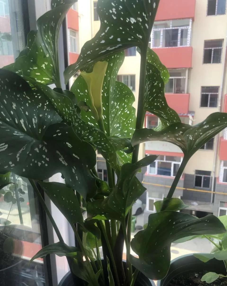 这些爱喝水的花，养护时要拼命灌水，可以枝繁叶茂