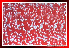 柘城县盛石金刚石制品厂,柘城金刚石批发