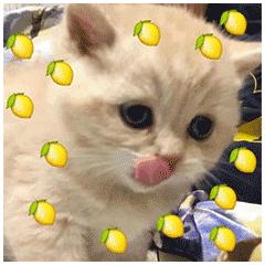 晖货清单|520礼物收不停,进来一起吃柠檬