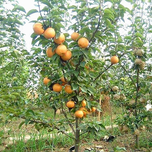 晚秋黄梨种植初次挂果几年,晚秋黄梨幼苗怎样管理