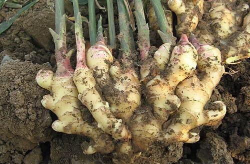 盆栽的生姜为什么生长慢,生姜发芽的土里可以种花吗