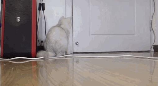 把猫咪独自留在家中是什么反应 (把猫咪独自放在家猫咪会伤心吗)