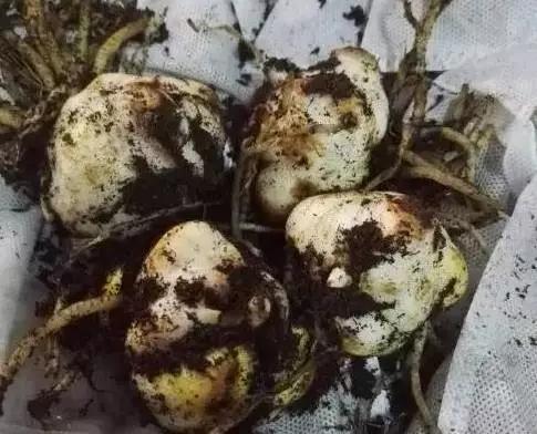 卷丹百合种球繁殖步骤图解,百合种球萌芽1厘米了怎么养护