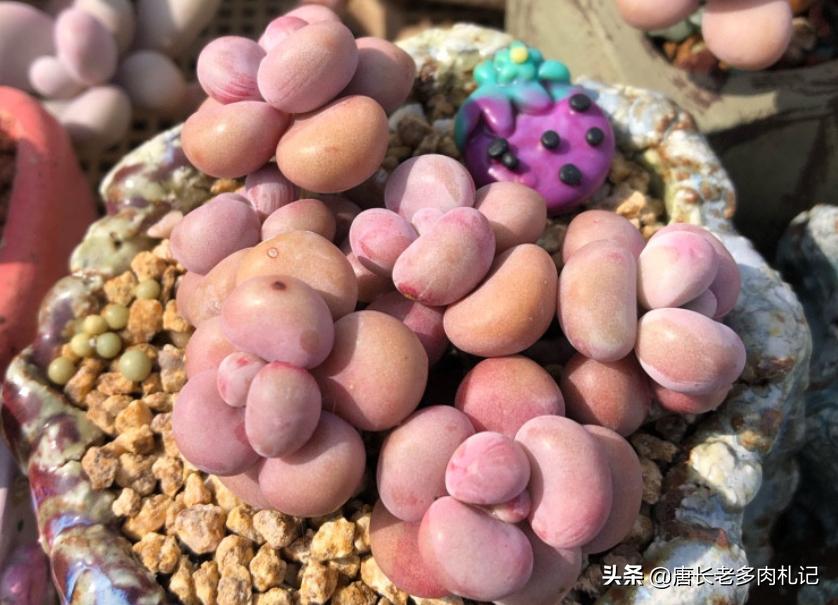 怎么灭多肉上白色的介壳虫,多肉蚧壳虫和蚜虫的区别