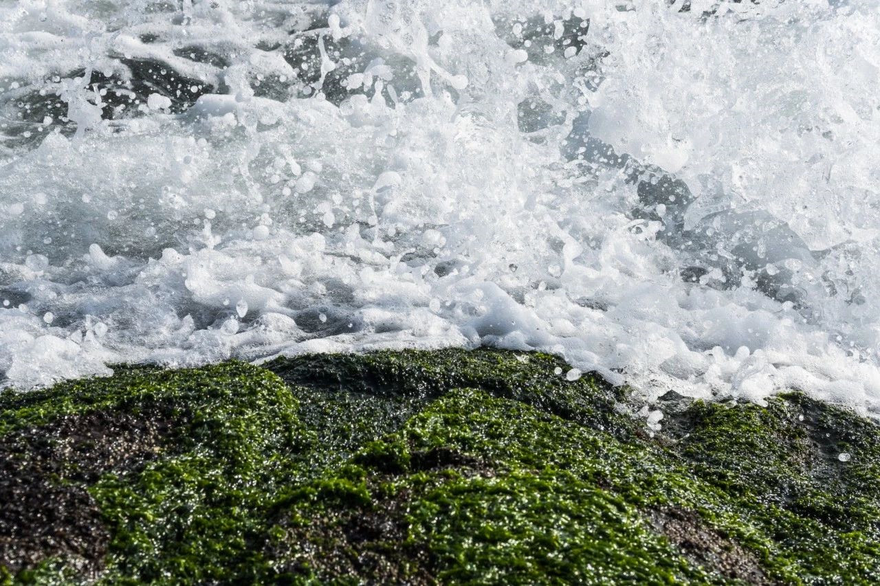 海苔和紫菜是一种植物吗,海苔紫菜海带裙带菜什么区别