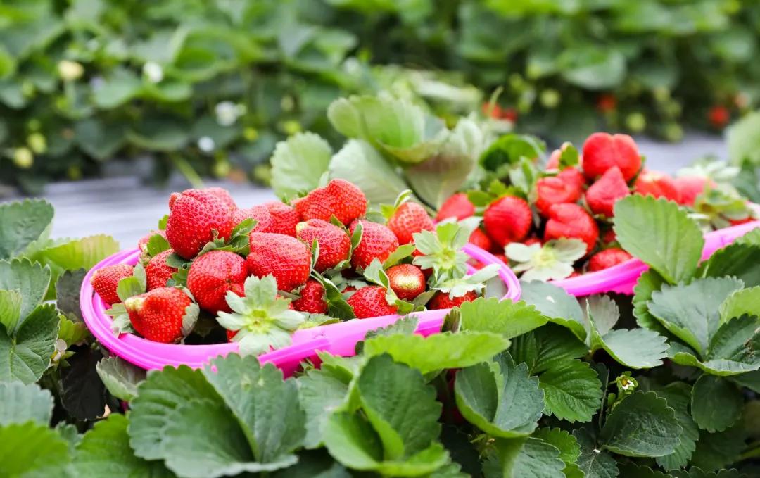 莓好时光高档彩虹西瓜采摘,最新草莓采摘时间表