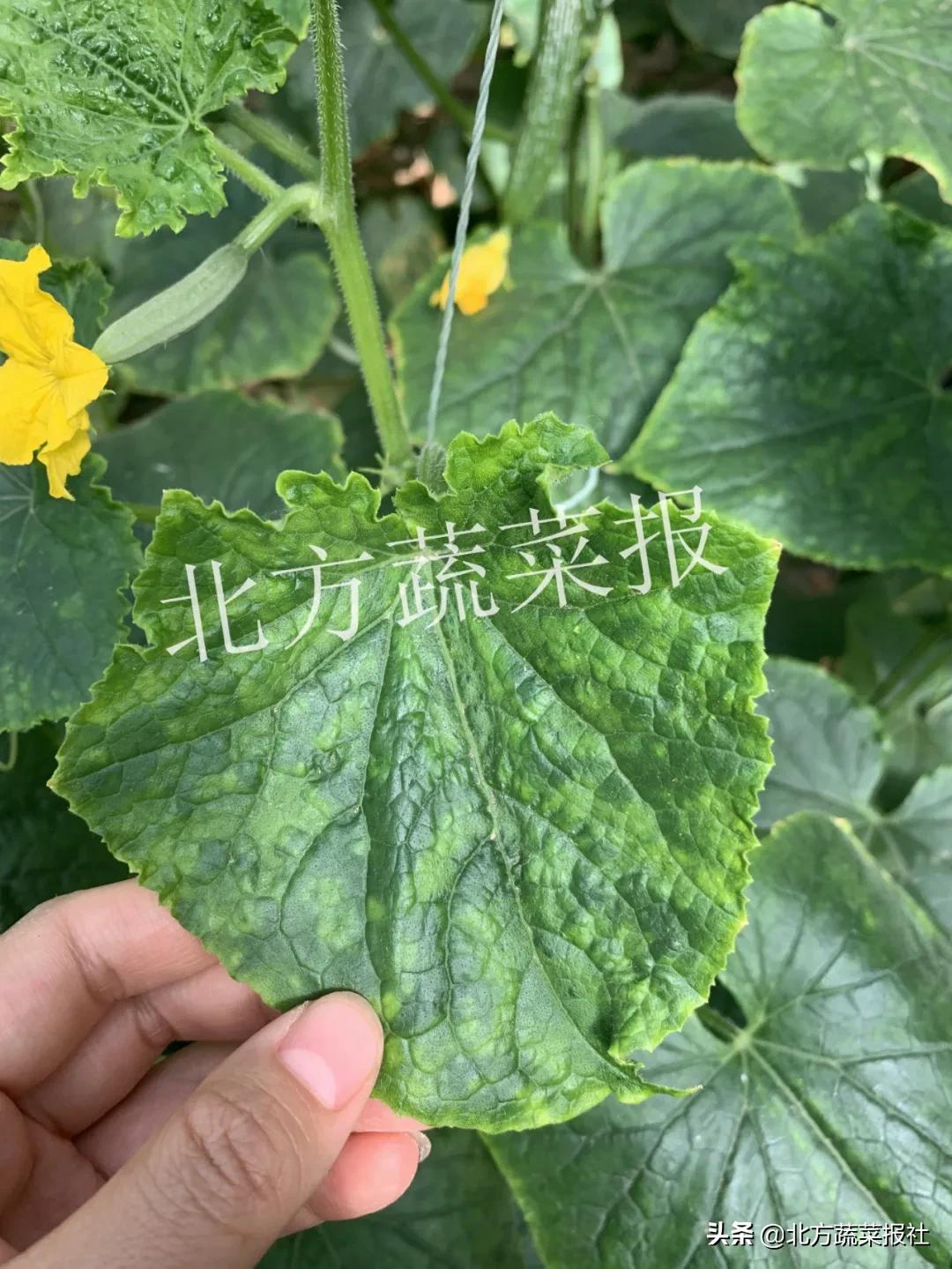 病毒病高发期,病毒病从小怎样预防