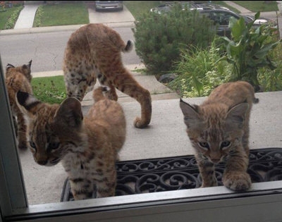 戴上了金箍就要放下七情六欲,今日萌图