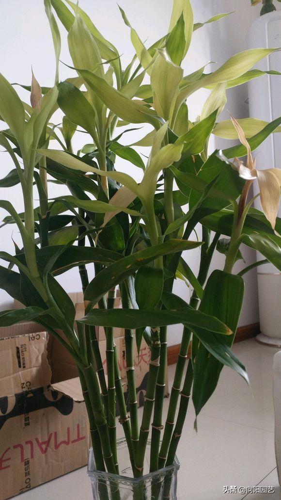 富贵竹叶子发黄，水体发臭，学学养护小技巧，冬天也能呼呼长