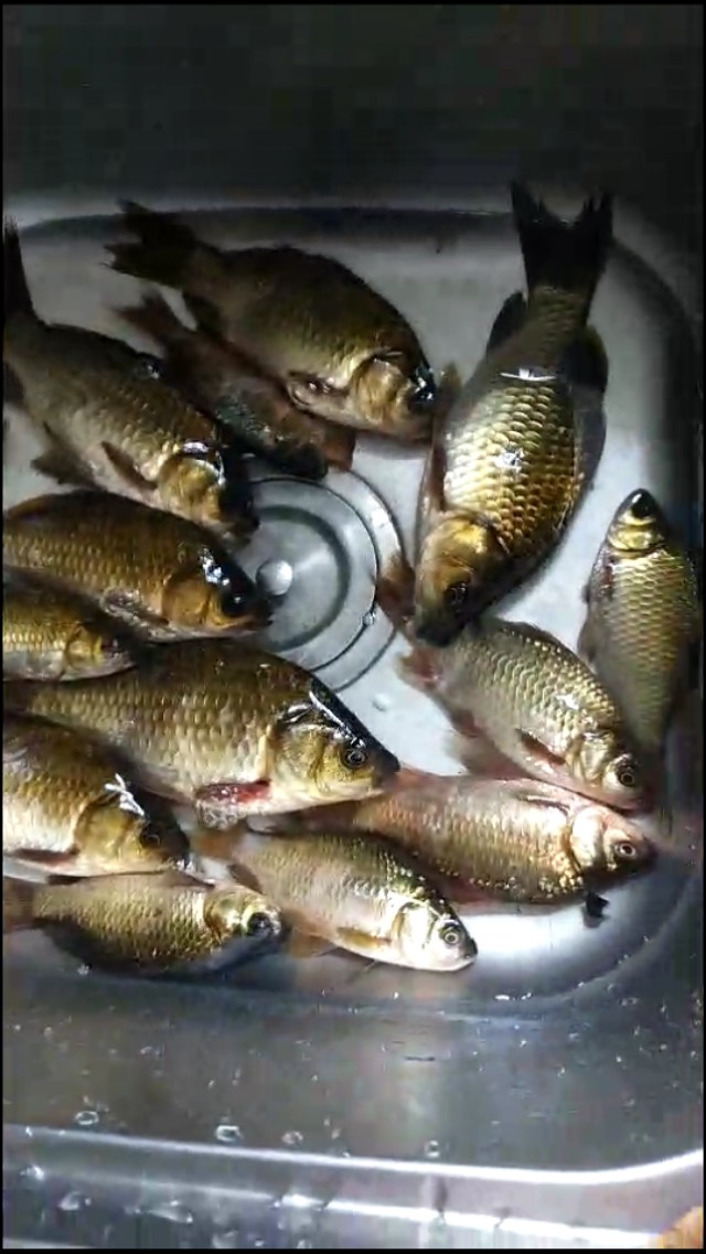 夏季野钓老三样全部用腥香版可否,夏天野钓经典老三样