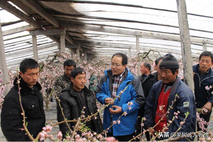 大棚桃树花期可以抹芽,大棚桃种植前景