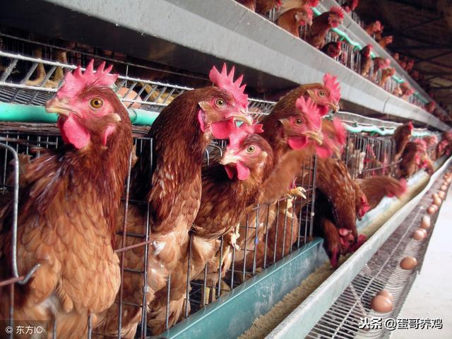 坑杀鸡苗,疫情杀活禽