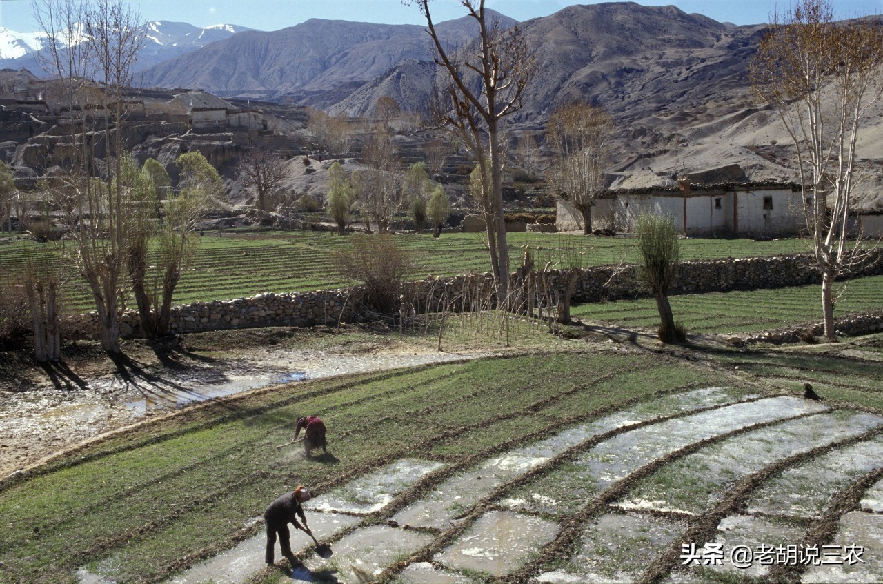 合村并镇户口不在本村有权分房吗,合村并镇户口在不在村里怎么补偿