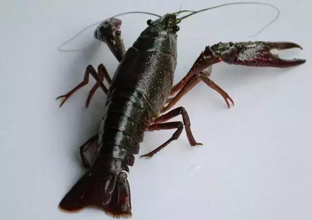 养小龙虾不投喂饲料能出好虾吗,养殖小龙虾要具备什么条件才能养