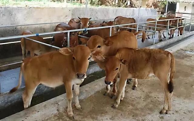 犊牛断奶后散养多久再拴养,散养犊牛怎么喂长得快