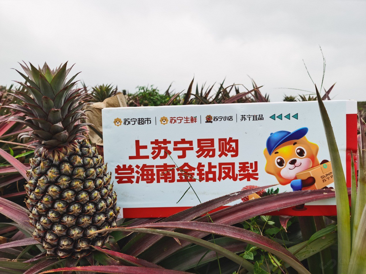 最新海南小台芒产地直发,广西贵妃芒10斤大果当季整箱