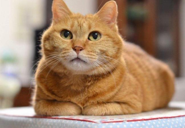 最容易被抛弃的猫是哪种土猫,品种猫和普通家猫一样可爱漂亮吗