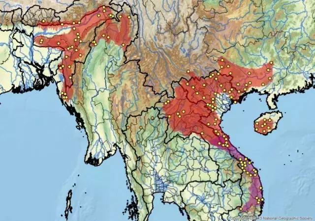 有一种龟为什么叫锯缘龟,锯缘龟八角灵龟