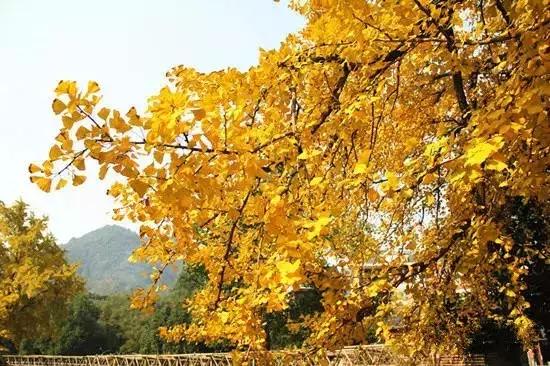 最美银杏秋景自驾攻略,杭州银杏树旅游攻略