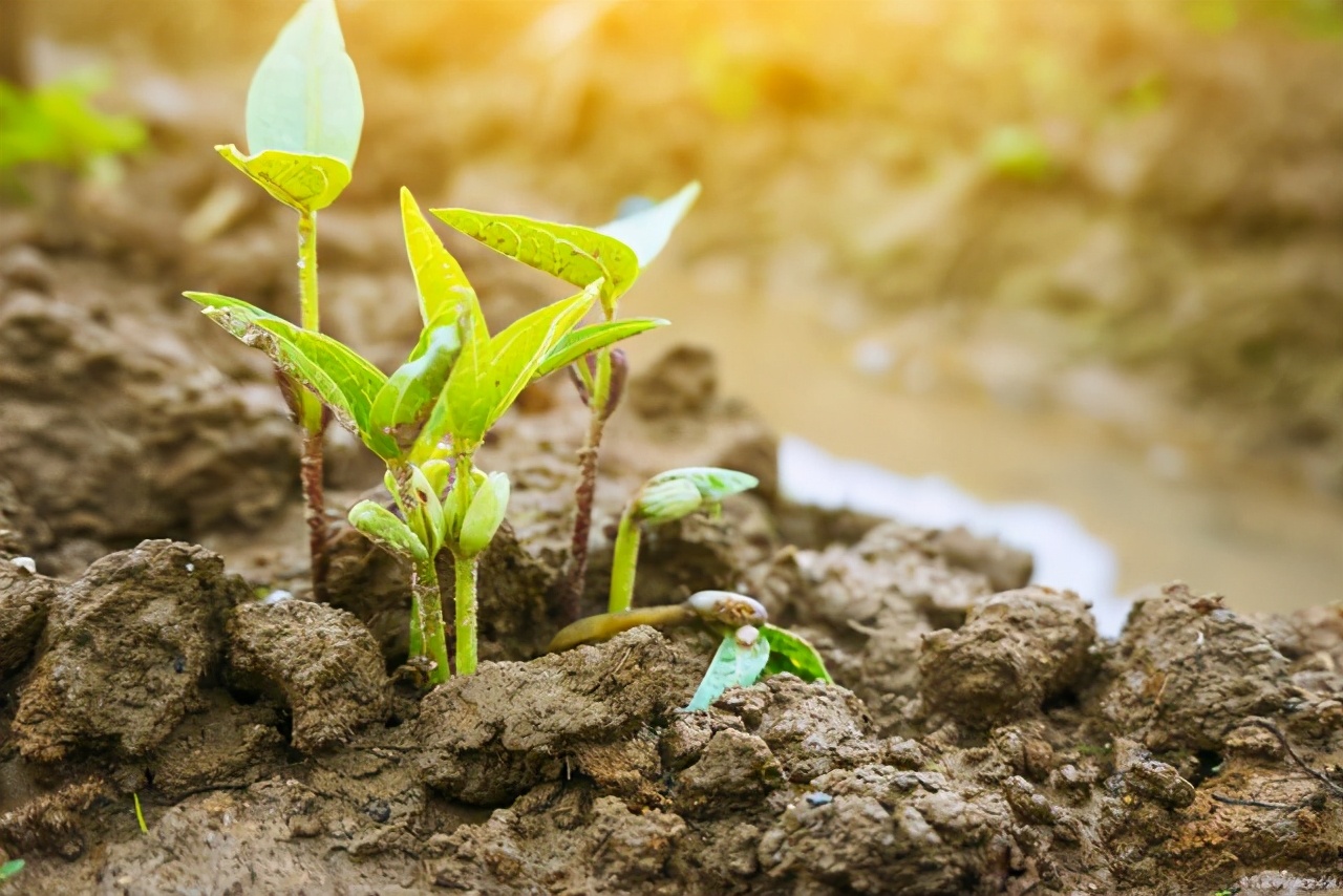 成长感悟之坚持类作文怎么写？看语文老师给你写一篇神仙范文