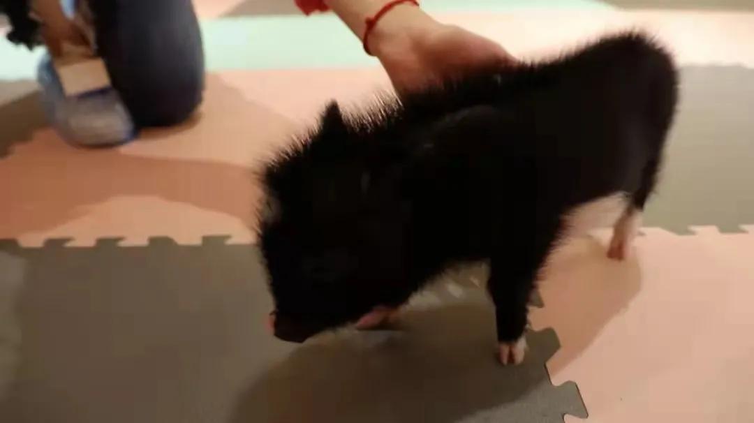 宠物生活馆盘点,北京人气宠物乐园推荐