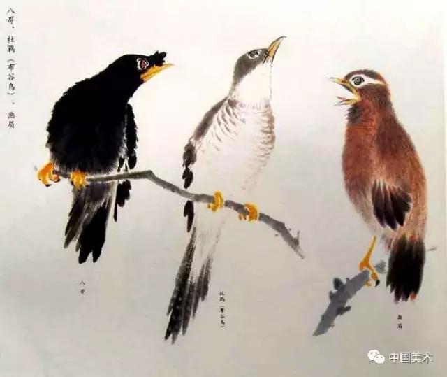 禽鸟画教程,最简单的禽鸟画法