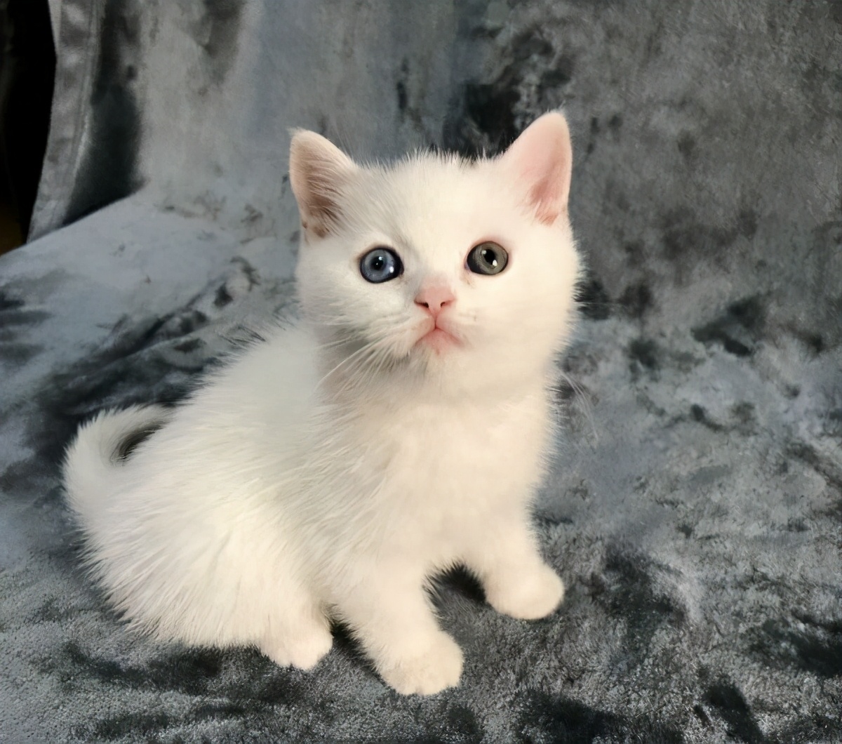 家里养一只英国短毛猫,英国短毛猫和美国短毛猫哪个好养