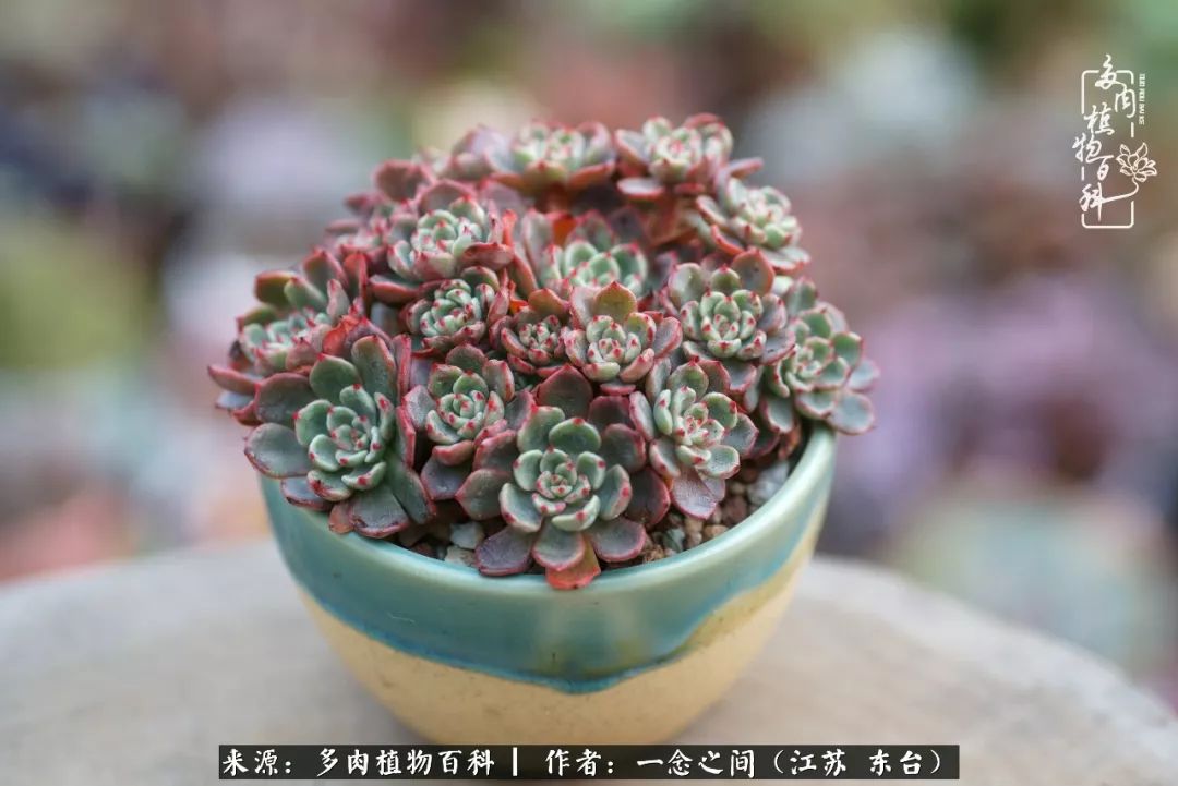 对多肉植物的爱心寄语,赏兰花感言