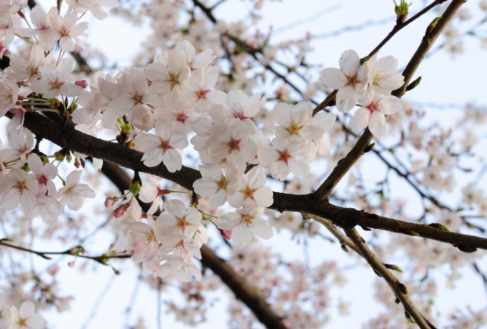 闲看庭前花开花落全诗,闲听花开花落整首诗