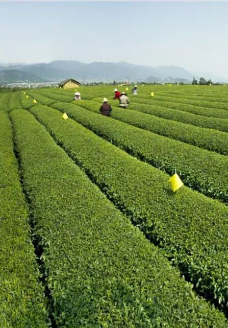 就在明天！茶博会要门票吗？哪些活动不容错过？最全逛展攻略来啦~