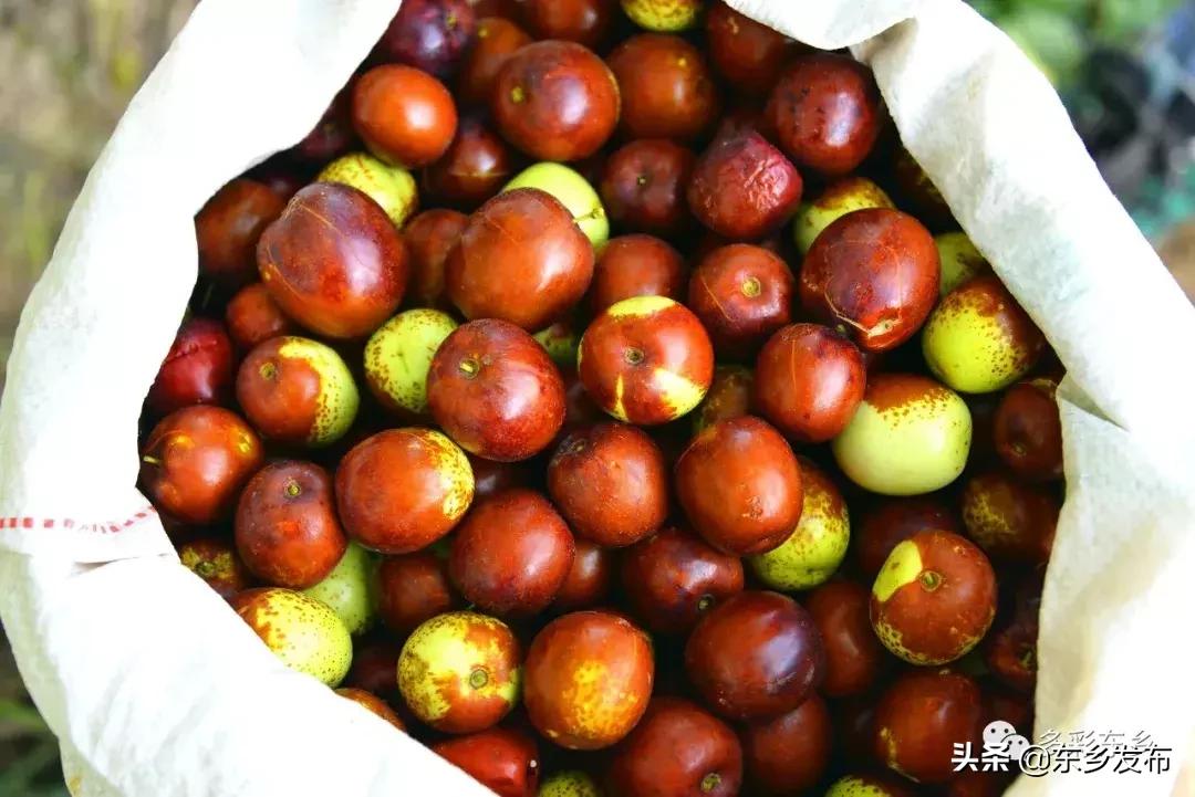 东乡县唐汪镇杏花果脯厂,临夏东乡唐汪镇