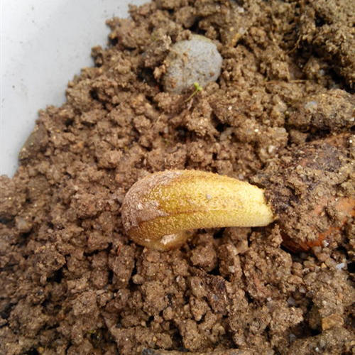 榴莲是水果之王吗,榴莲核子怎样种才能种成一棵树